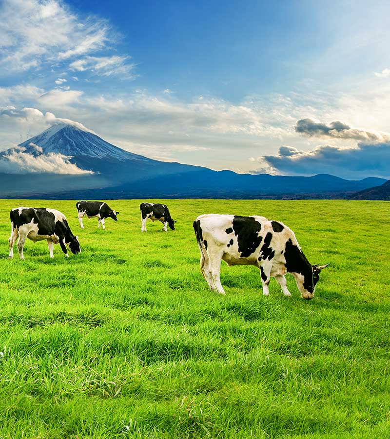 Cow Milk